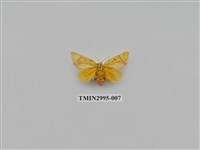 藏品(夜蛾495)的圖片